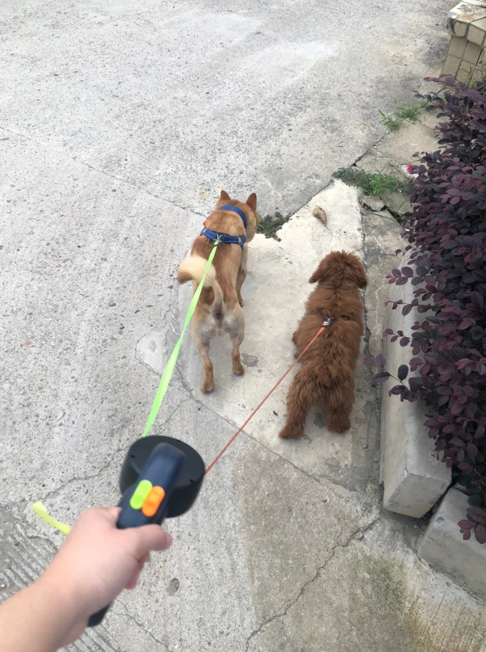 Dog Leash with LED Lights - Dual Pet Leash for Small Dogs with 360° Swivel & Reflective Safety
